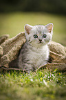 British Shorthair Kitten