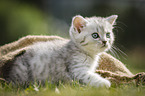 British Shorthair Kitten