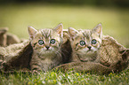 British Shorthair Kitten