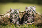 British Shorthair Kitten