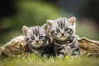 British Shorthair Kitten