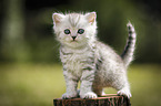 British Shorthair Kitten