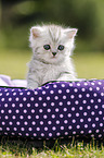 British Shorthair Kitten