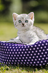 British Shorthair Kitten