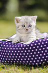 British Shorthair Kitten