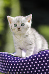 British Shorthair Kitten