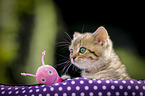 British Shorthair Kitten