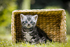 British Shorthair Kitten