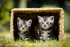 British Shorthair Kitten