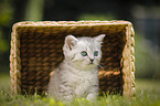 British Shorthair Kitten