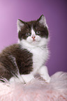 British Shorthair Kitten