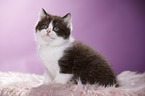 British Shorthair Kitten