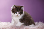 British Shorthair Kitten