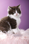 British Shorthair Kitten