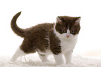 British Shorthair Kitten