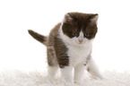 British Shorthair Kitten