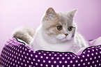 British Shorthair Portrait