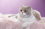 lying British Shorthair