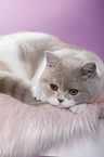 lying British Shorthair