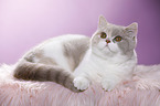 lying British Shorthair