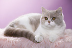 lying British Shorthair