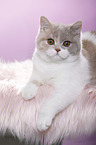 lying British Shorthair