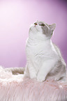 sitting British Shorthair