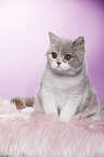 sitting British Shorthair