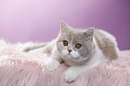 lying British Shorthair