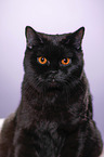 British Shorthair Portrait