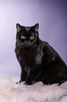 sitting British Shorthair