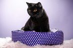 sitting British Shorthair