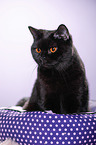 sitting British Shorthair