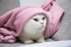 lying British Shorthair