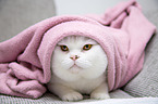 lying British Shorthair