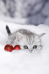 British Shorthair Kitten