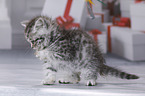 British Shorthair Kitten