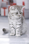 British Shorthair Kitten