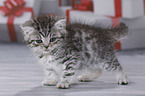 British Shorthair Kitten