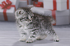 British Shorthair Kitten