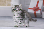 British Shorthair Kitten