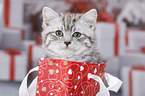 British Shorthair Kitten