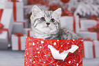 British Shorthair Kitten