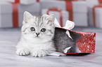British Shorthair Kitten