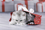 British Shorthair Kitten