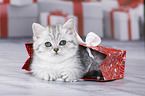 British Shorthair Kitten