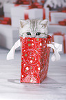 British Shorthair Kitten