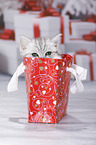 British Shorthair Kitten