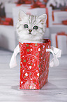 British Shorthair Kitten