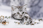 British Shorthair Kitten